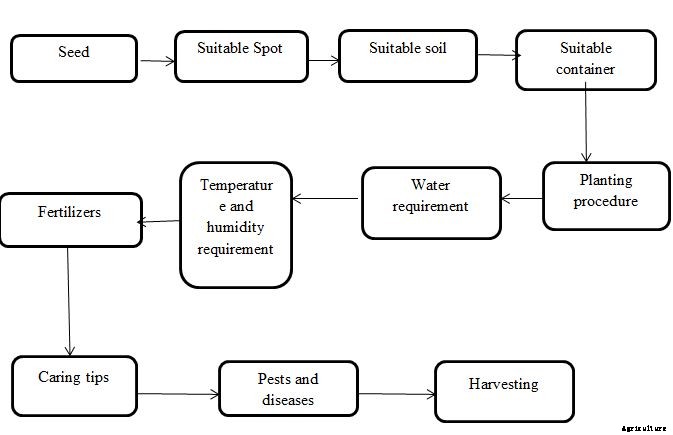 Green Chilli Growing Tips, Ideas,  and Techniques