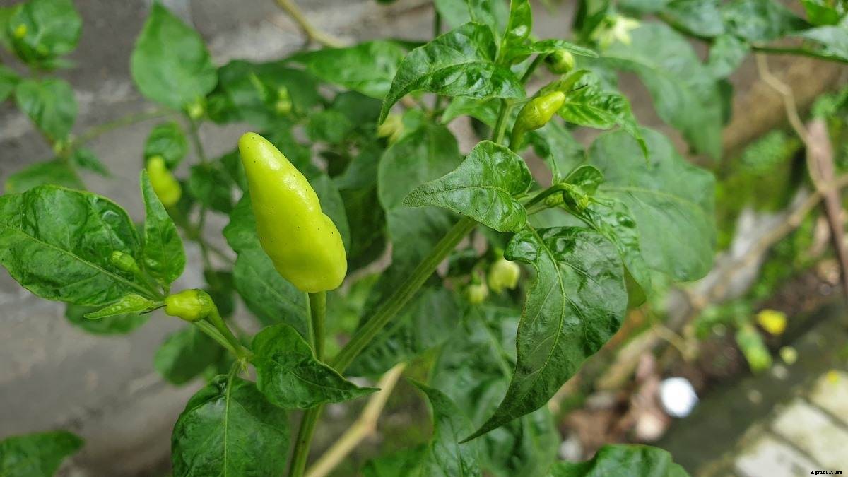 Green Chilli Growing Tips, Ideas,  and Techniques