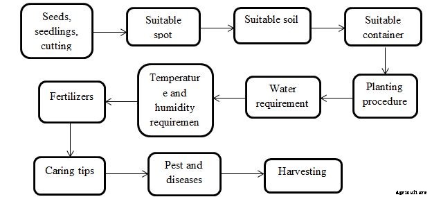 Eggplant Growing Tips, Ideas, Secrets, Techniques