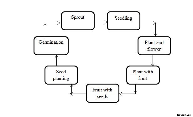 Eggplant Growing Tips, Ideas, Secrets, Techniques