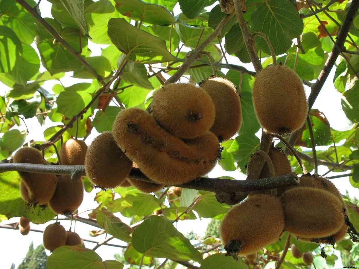 Growing Kiwifruit At Home – A Full Planting Guide