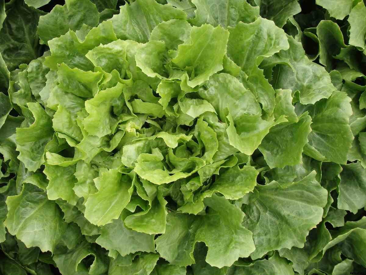 Growing Lettuce Indoors – A Planting Guide For Beginners