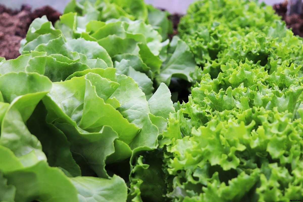 Growing Lettuce Indoors – A Planting Guide For Beginners