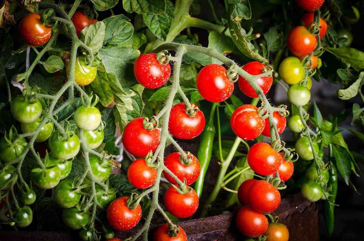 Tomato Growing Tips, Ideas, Secrets, and Techniques