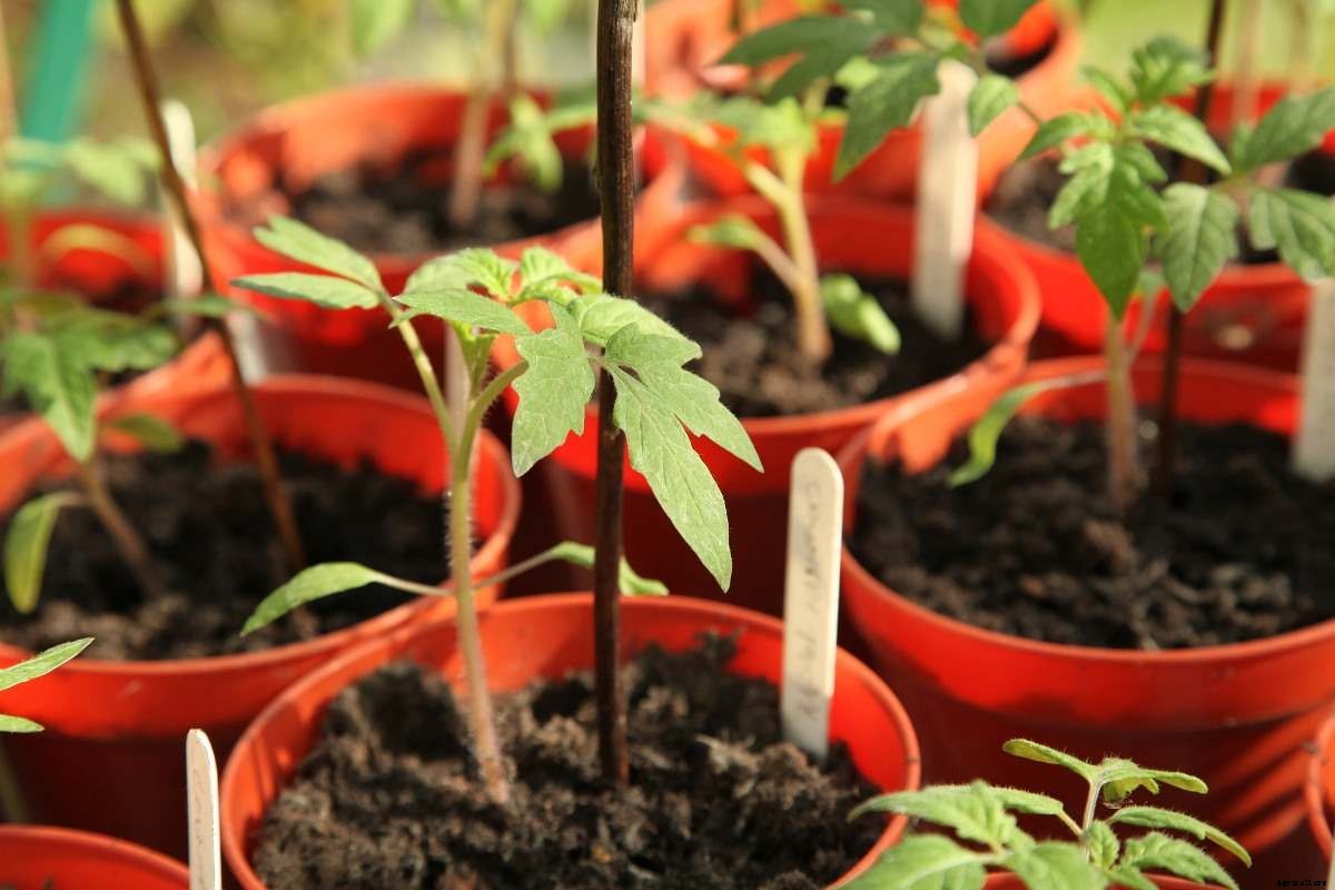 Tomato Growing Tips, Ideas, Secrets, and Techniques