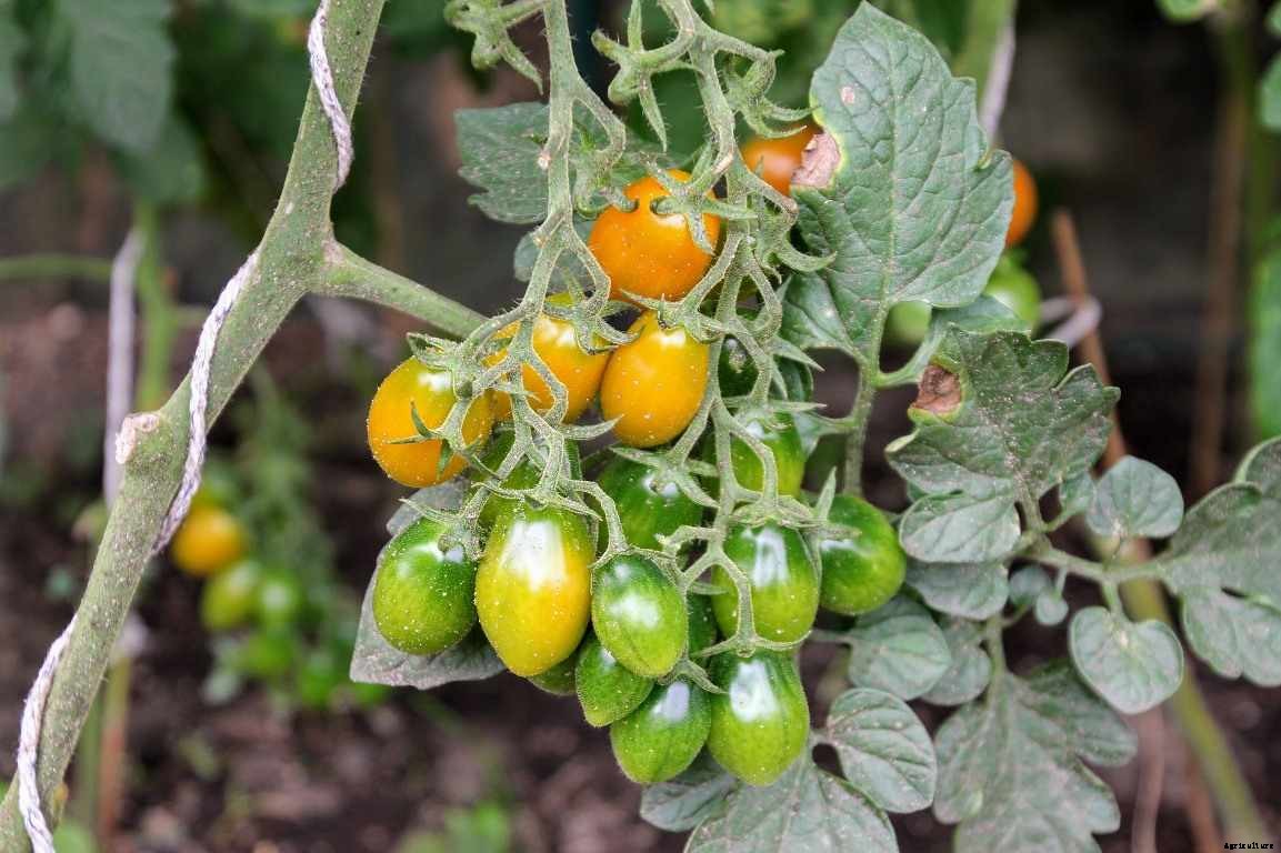 Tomato Growing Tips, Ideas, Secrets, and Techniques