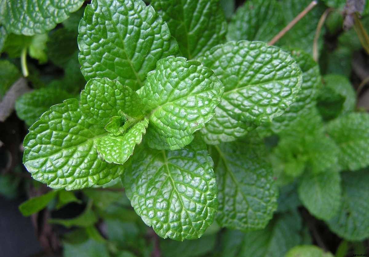 Growing Mint Indoors – A Full Planting Guide