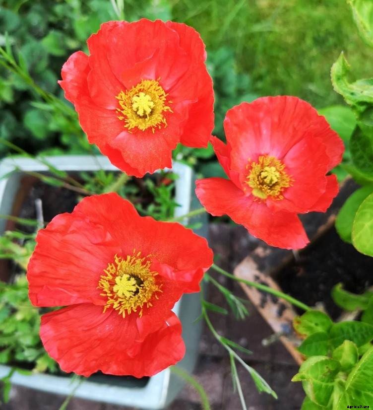 Growing Poppies In Pots From Seed – A Planting Guide