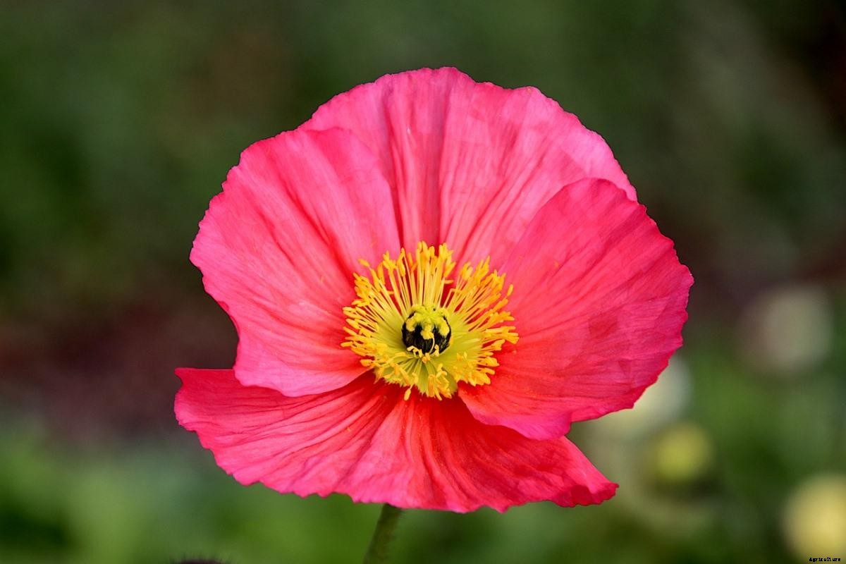 Growing Poppies In Pots From Seed – A Planting Guide
