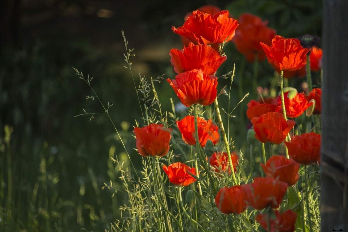 Growing Poppies In Pots From Seed – A Planting Guide