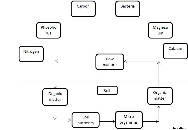 Cow Manure For Plants – Composting, Benefits