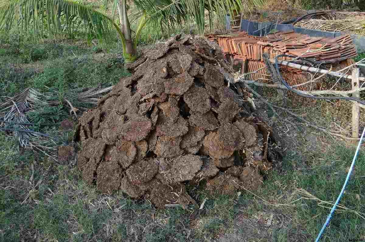 Cow Manure For Plants – Composting, Benefits