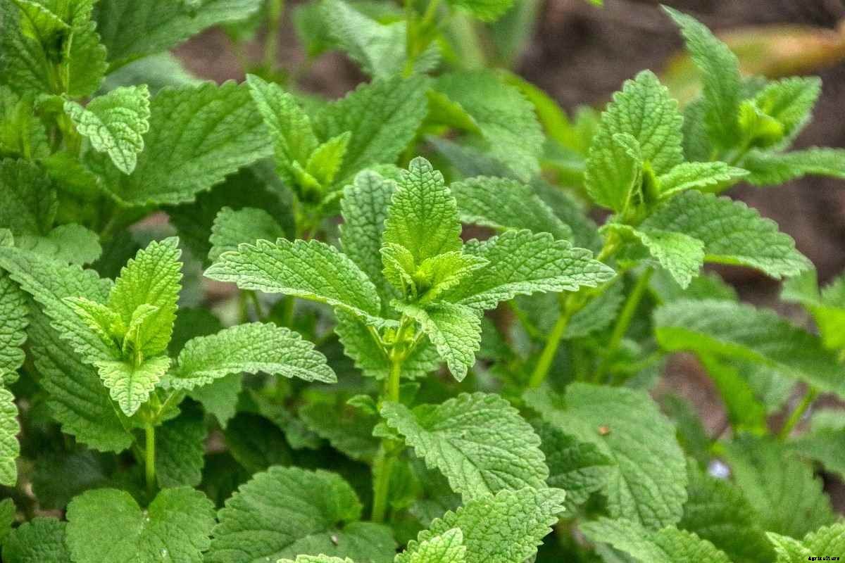 Growing Lemon Balm At Home – A Planting Guide