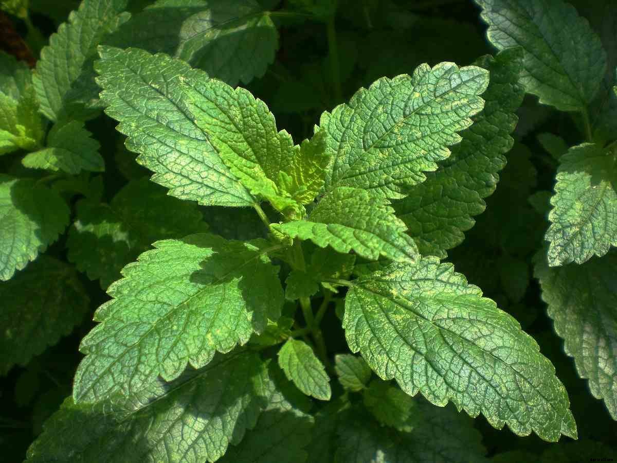 Growing Lemon Balm At Home – A Planting Guide