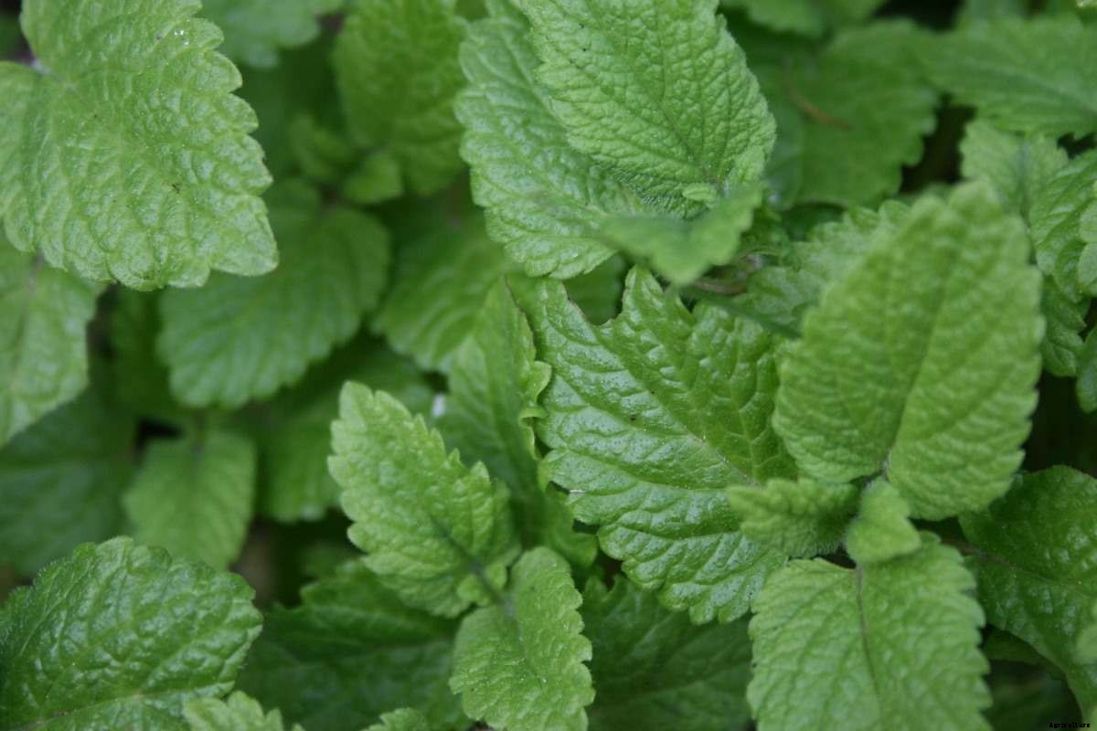 Growing Lemon Balm At Home – A Planting Guide