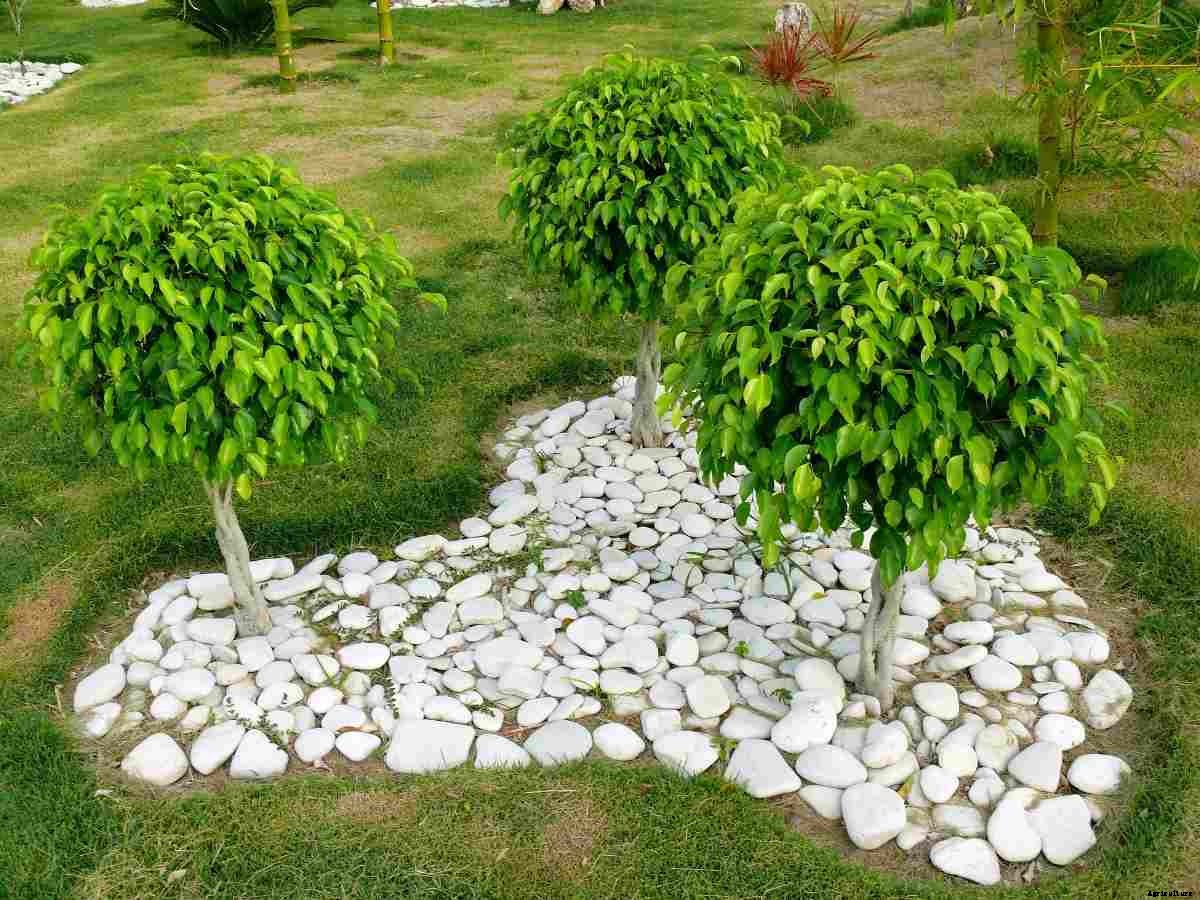 Growing Ficus Plants – A Full Guide