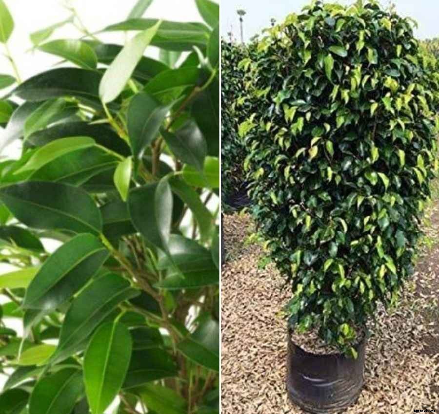 Growing Ficus Plants – A Full Guide