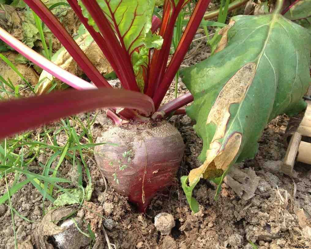Growing Beets Organically – A Planting Guide