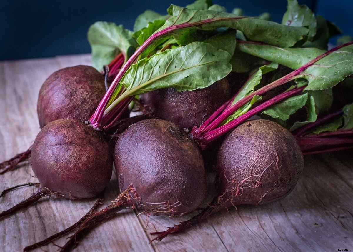 Growing Beets Organically – A Planting Guide