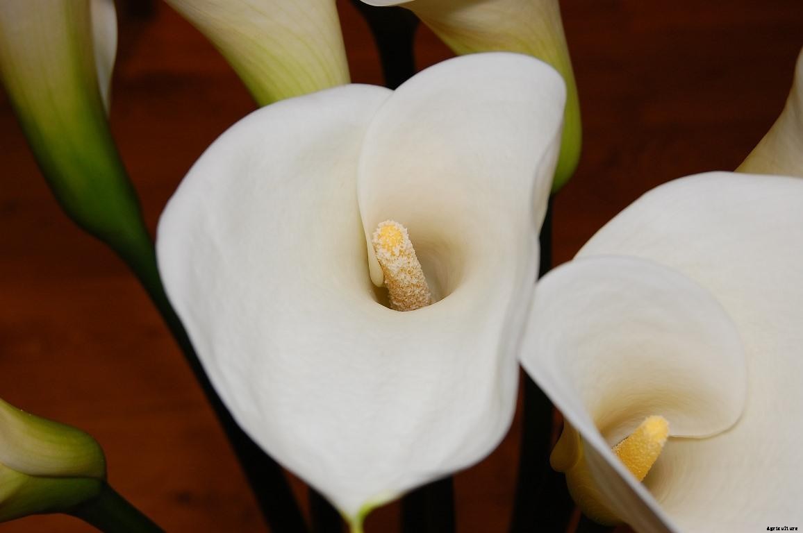 Growing Peace Lily – Planting, Care