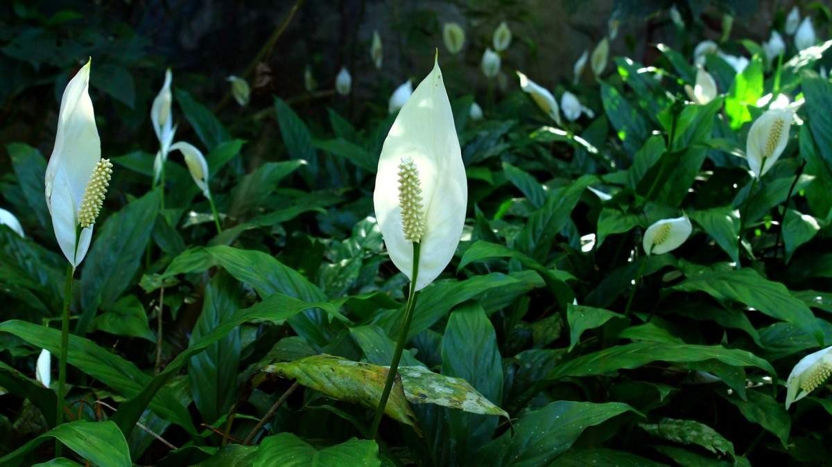 Growing Peace Lily – Planting, Care