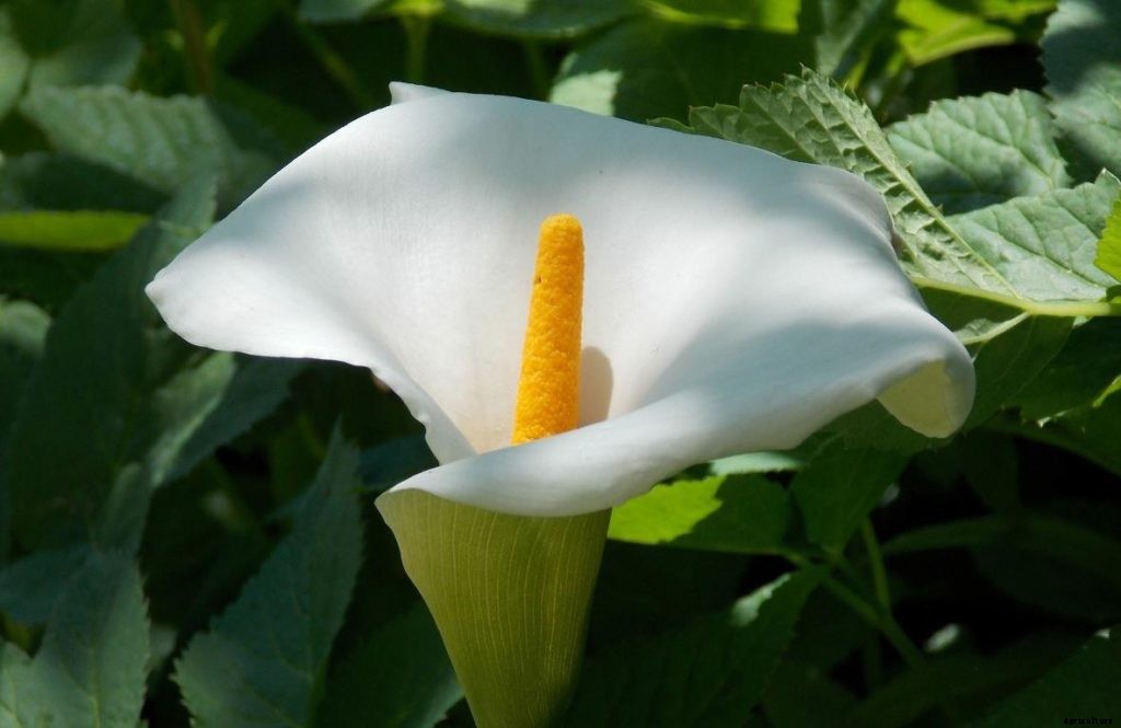 Growing Peace Lily – Planting, Care
