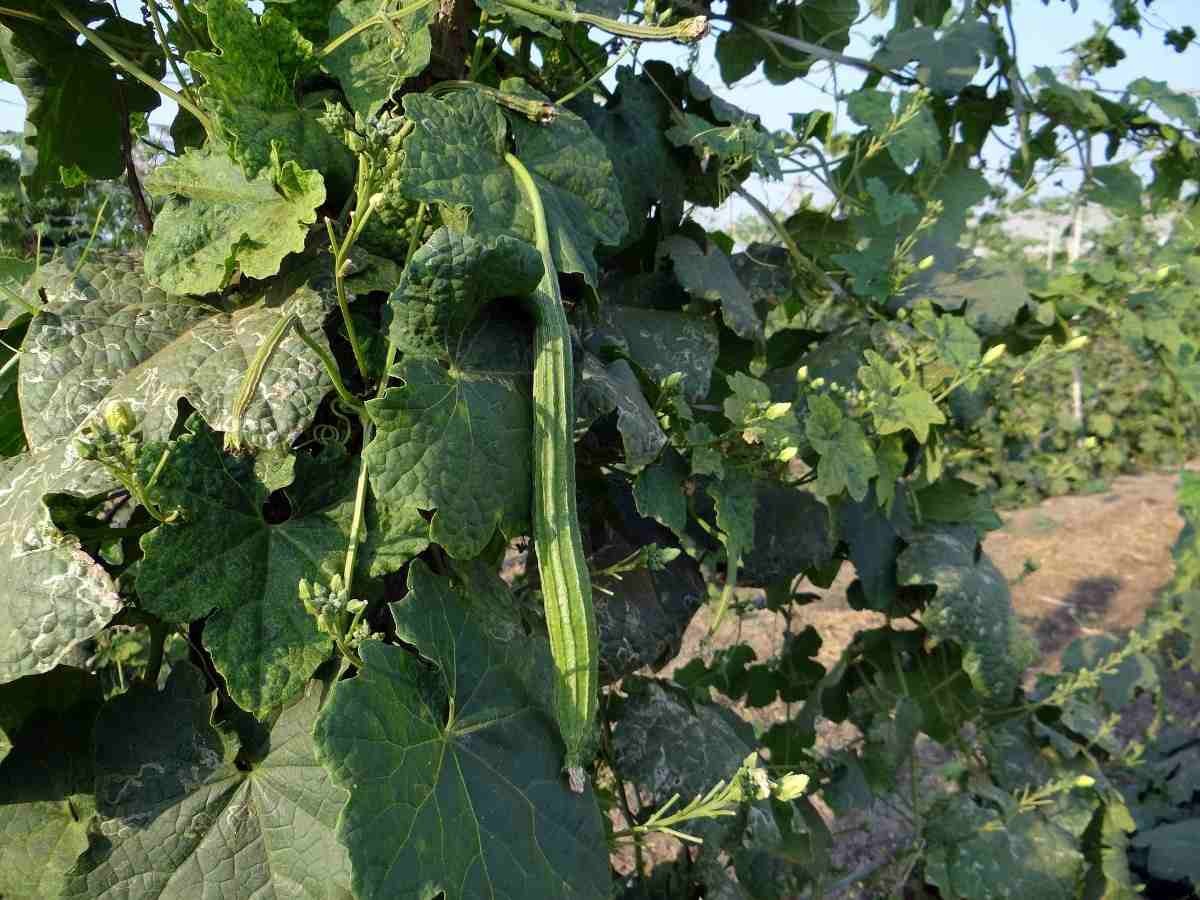 Homemade Fertilizers For Gourds – How To Prepare