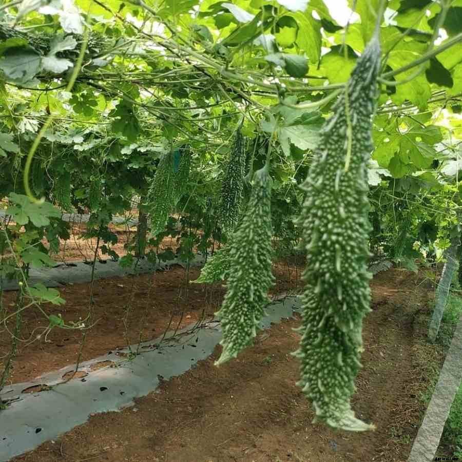 Homemade Fertilizers For Gourds – How To Prepare