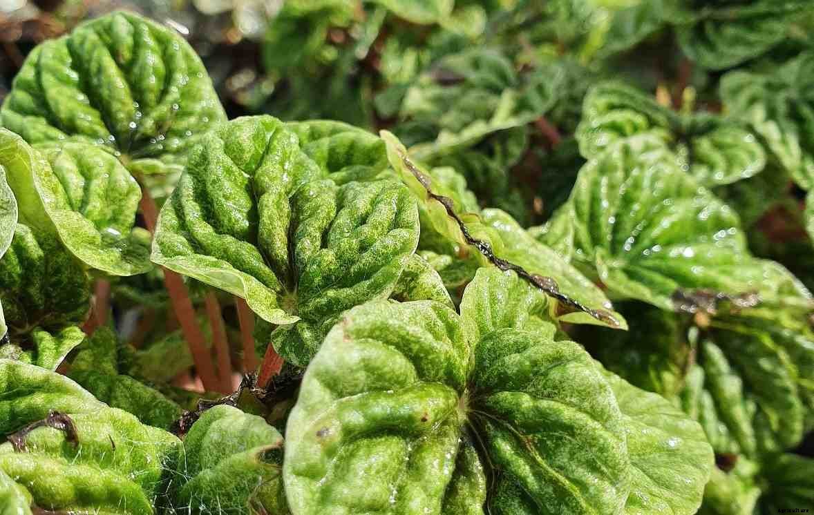 Growing Peperomia Plants – A Beginners Guide