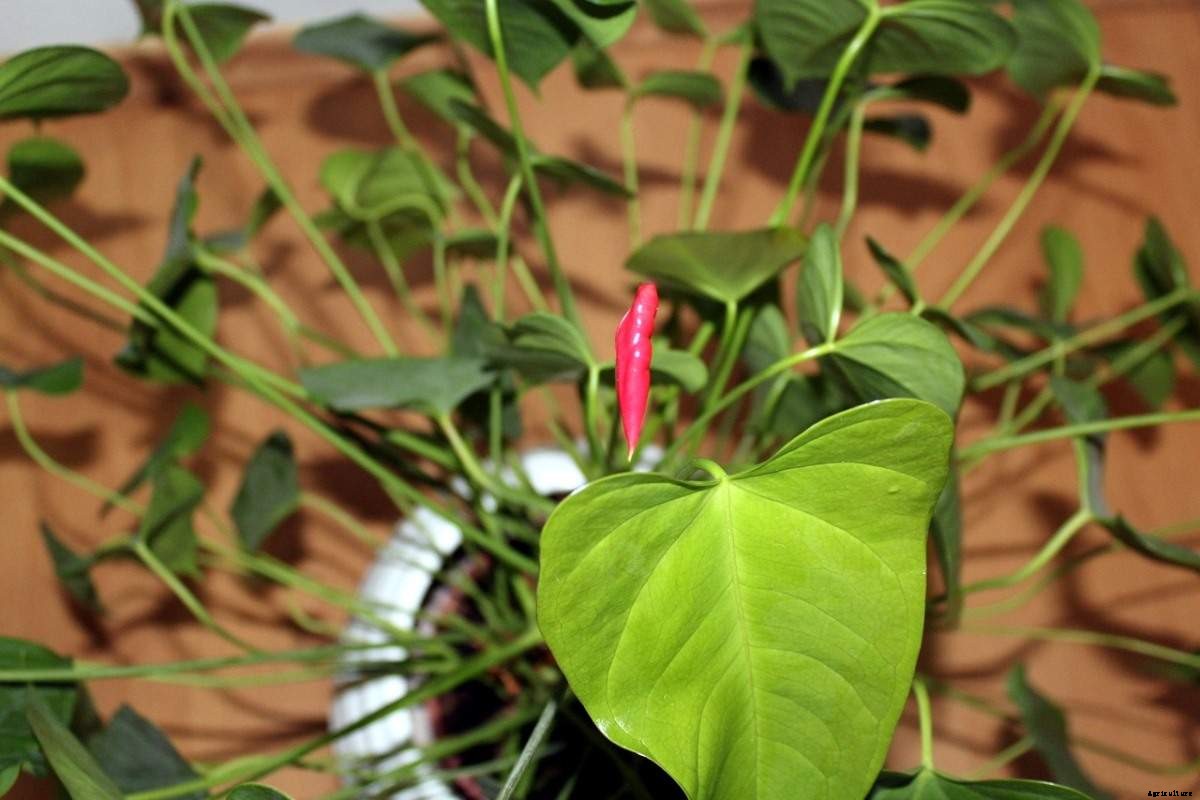 Growing Anthurium Plants – From Seeds In Pots