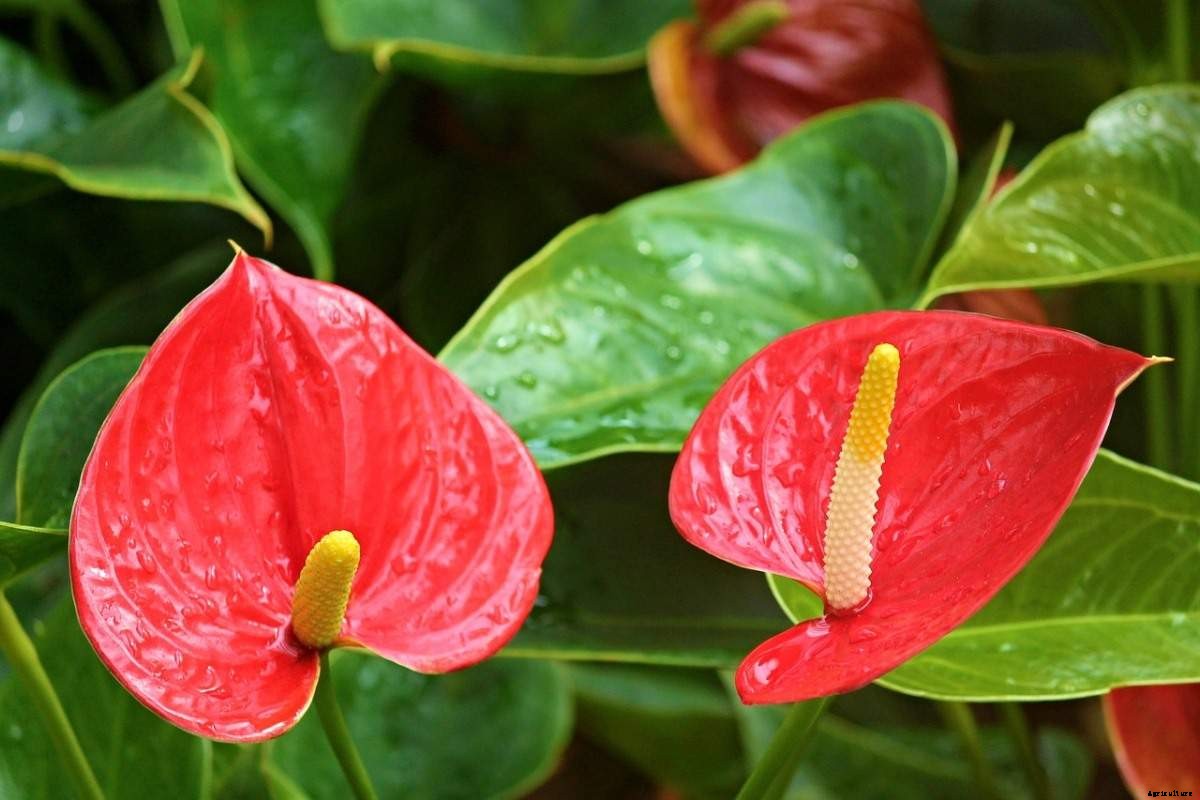 Growing Anthurium Plants – From Seeds In Pots