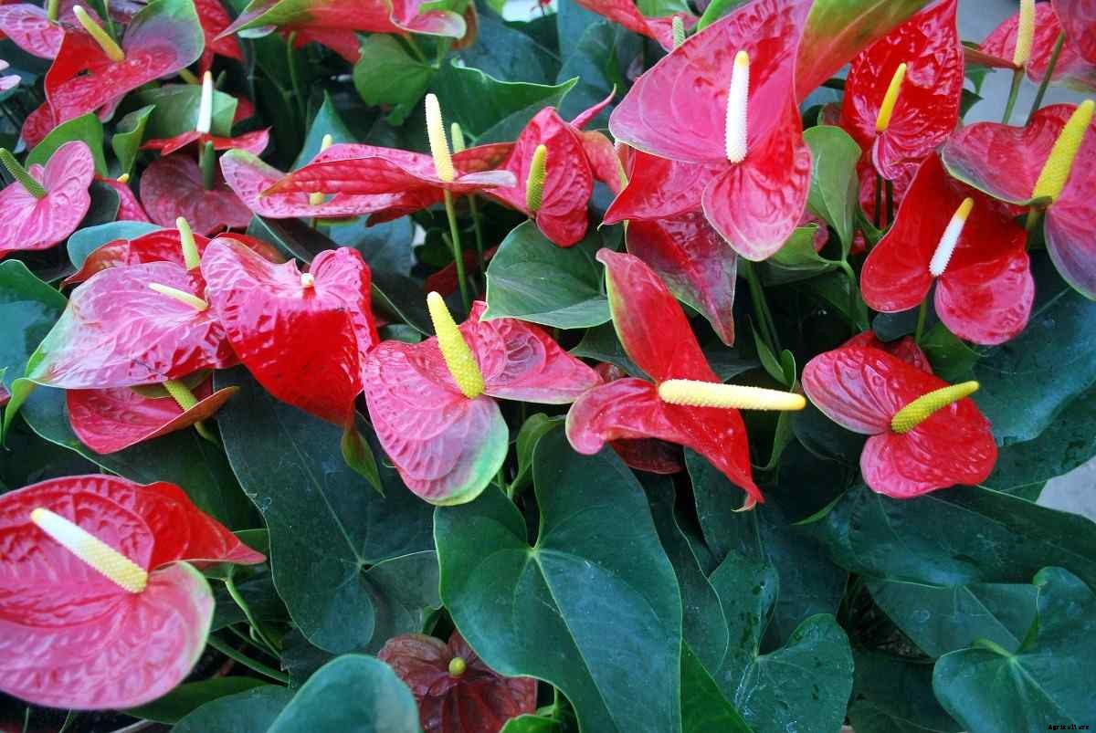Growing Anthurium Plants – From Seeds In Pots