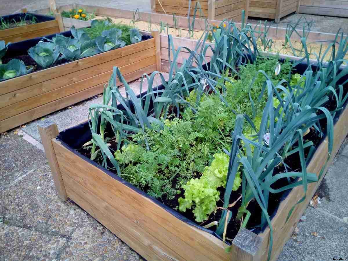 Terrace Gardening Tips – For Beginners, Ideas, Setup