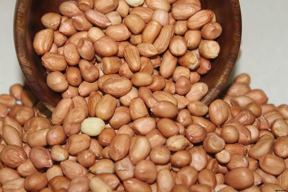 Growing Peanuts On Terrace – Planting Guide At Home