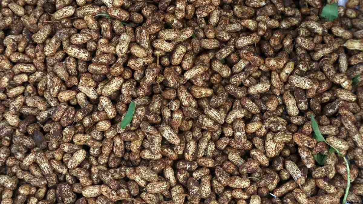 Growing Peanuts On Terrace – Planting Guide At Home