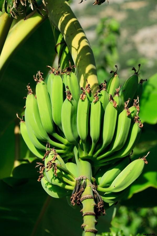 Growing Banana Plants In Backyard – Planting Guide