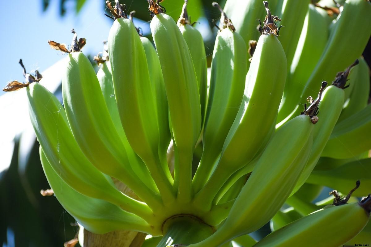 Growing Banana Plants In Backyard – Planting Guide