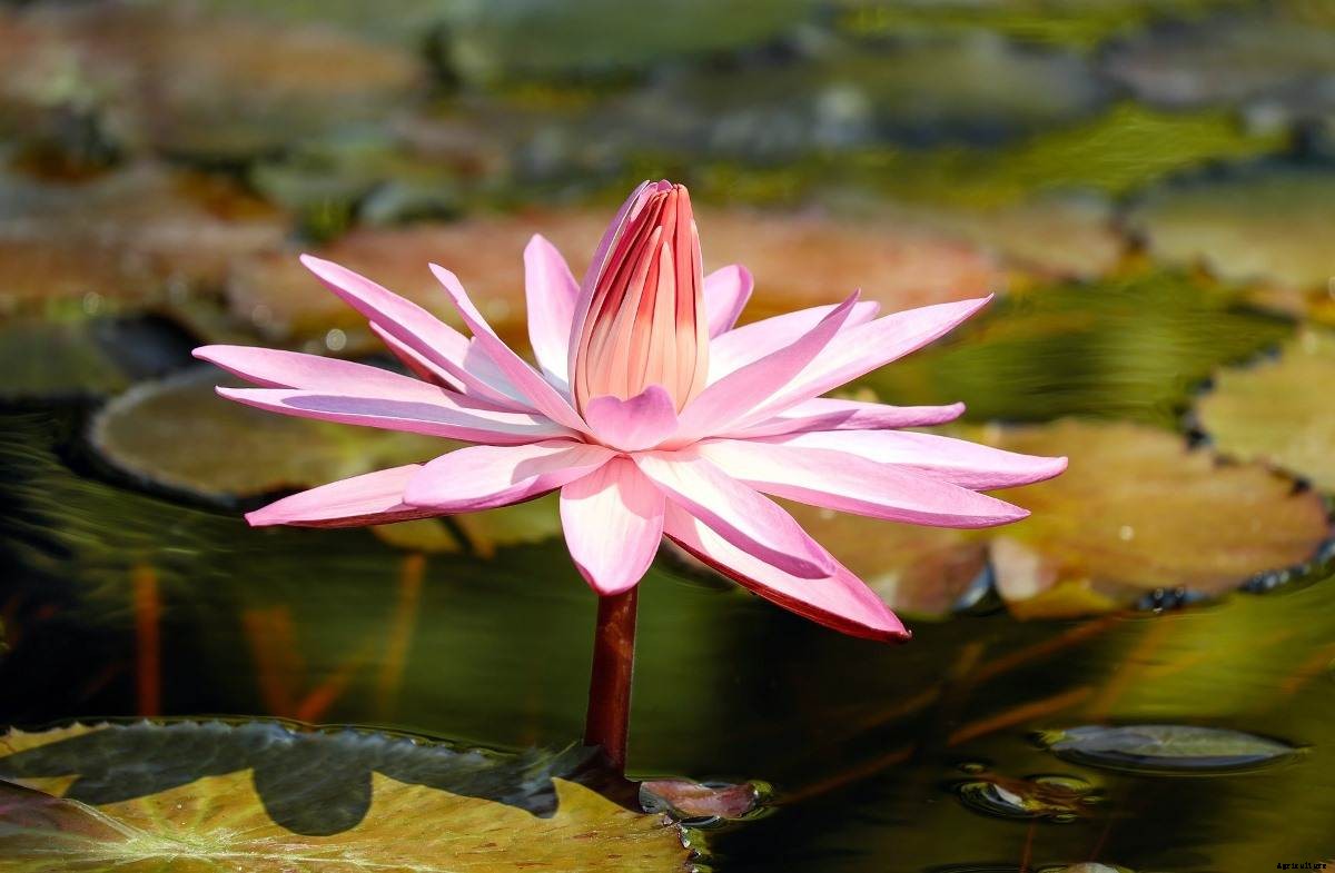 Growing Water Lilies – A Full Planting Guide