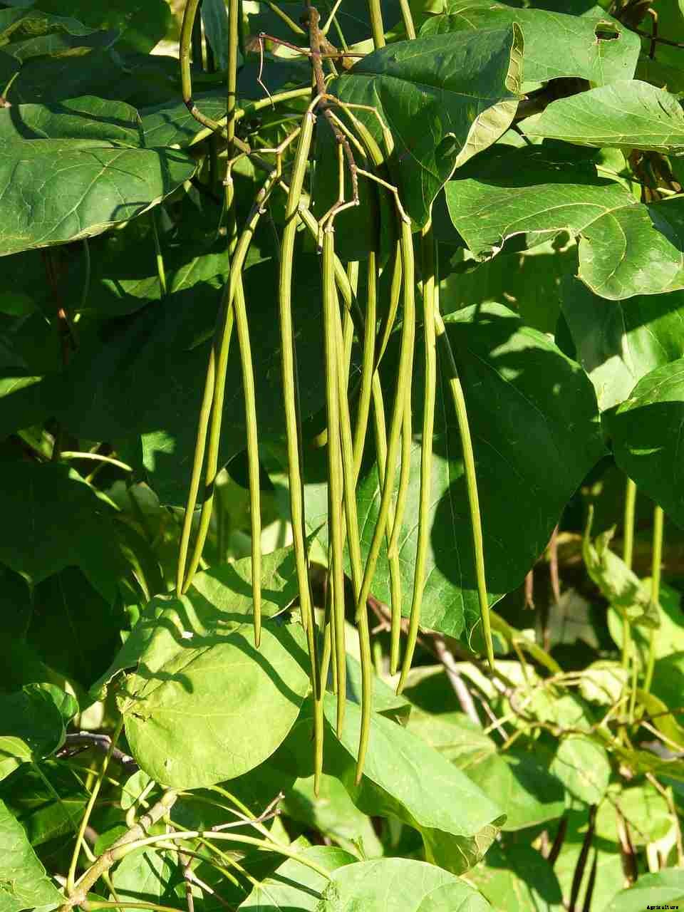 Growing Pole Beans At Home – A Planting Guide