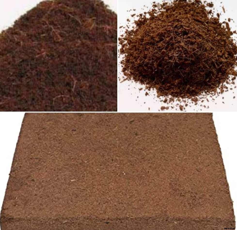 Coco Peat for Gardening – Making,  Applying, Benefits