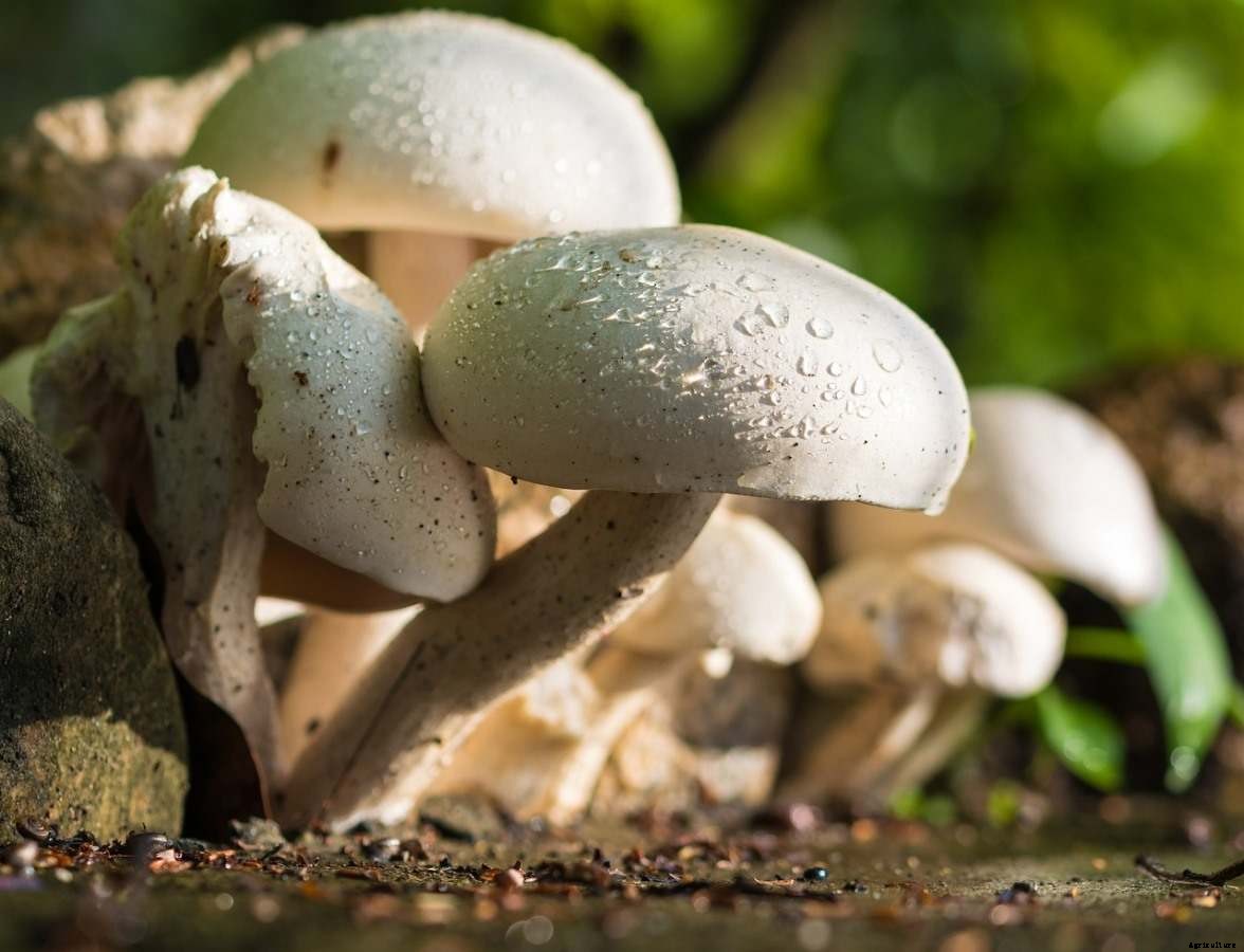Growing Mushrooms Organically At Home – A Full Guide
