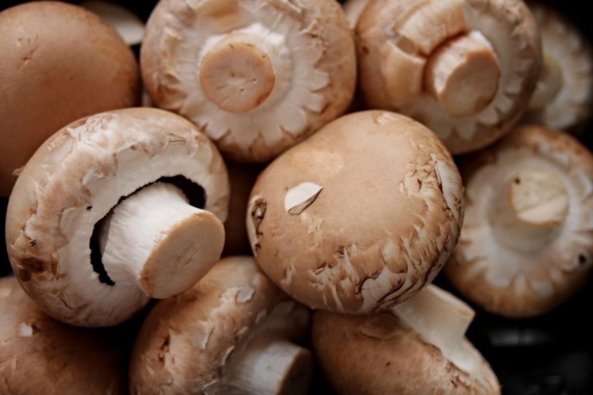 Growing Mushrooms Organically At Home – A Full Guide