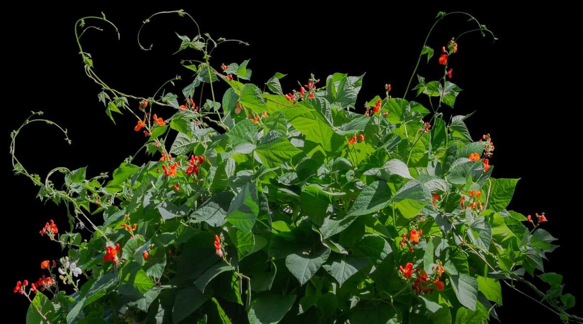 Growing Bush Beans In Pots – Indoors, Terrace, Balcony