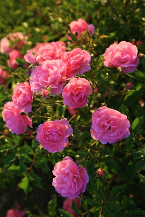 Homemade Fertilizers For Rose Plants – Manure, Compost