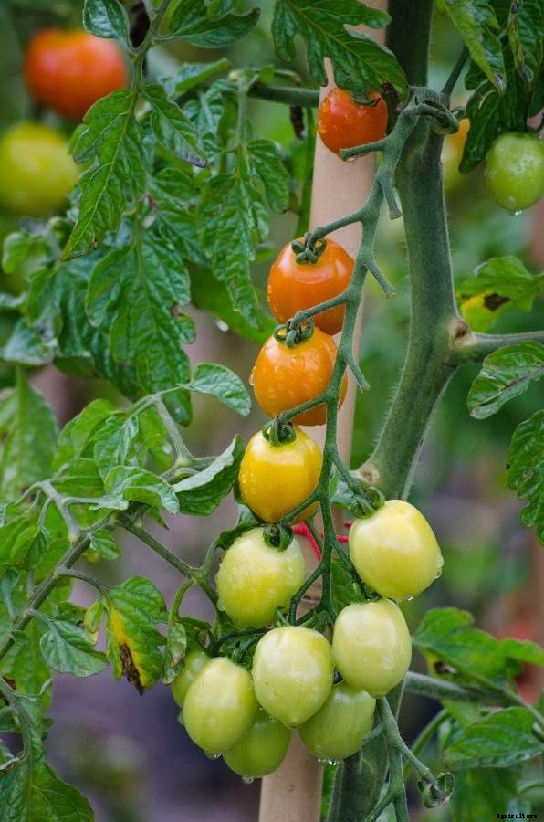Homemade Fertilizer for Tomato – Manure, Compost