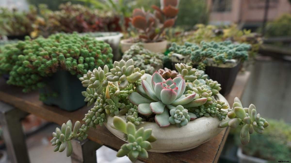 Growing Succulents from Seeds – A Full Guide