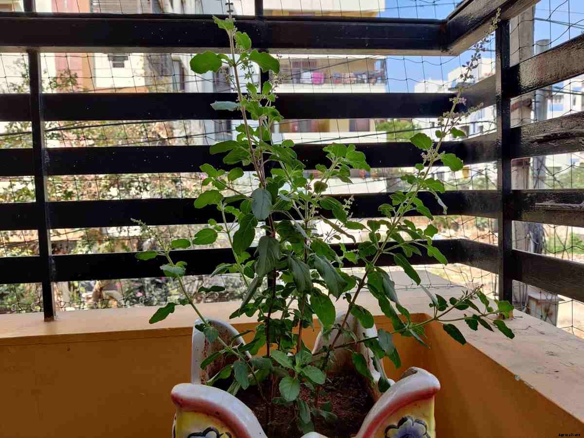 Homemade Fertilizer For Tulsi Plant (Organic)