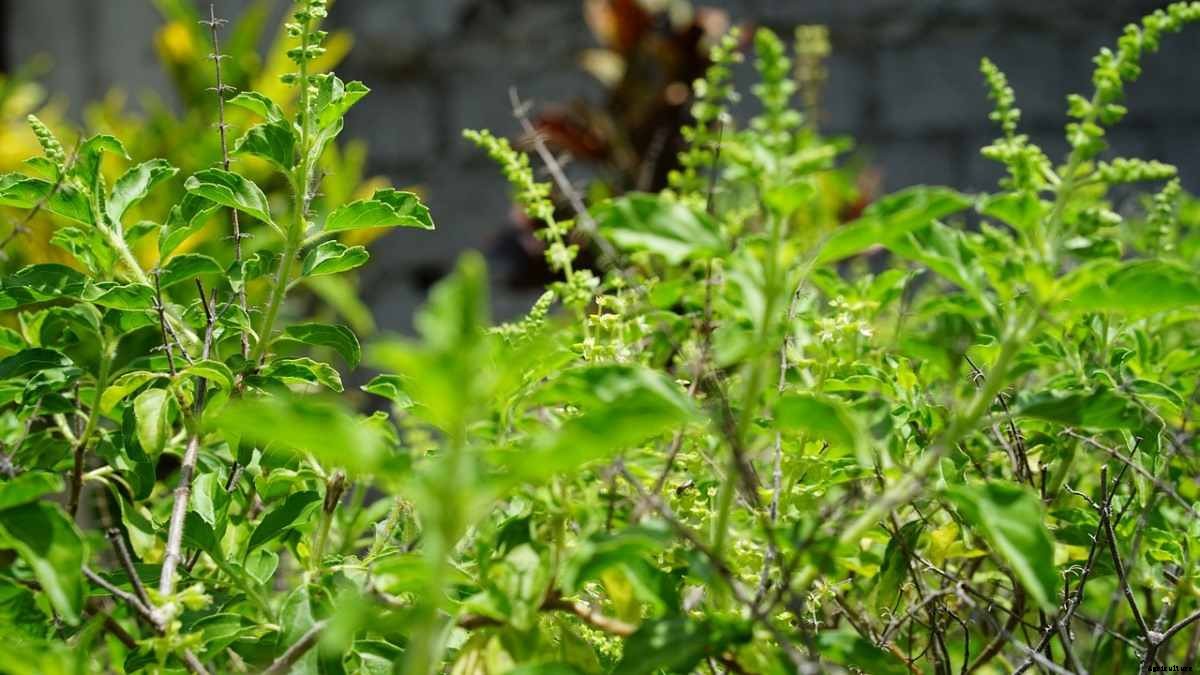 Homemade Fertilizer For Tulsi Plant (Organic)