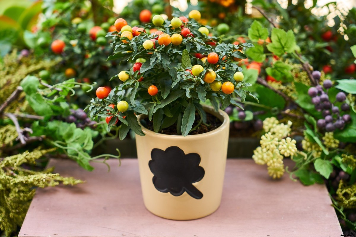 Growing Vegetables In Pots – Container Planting