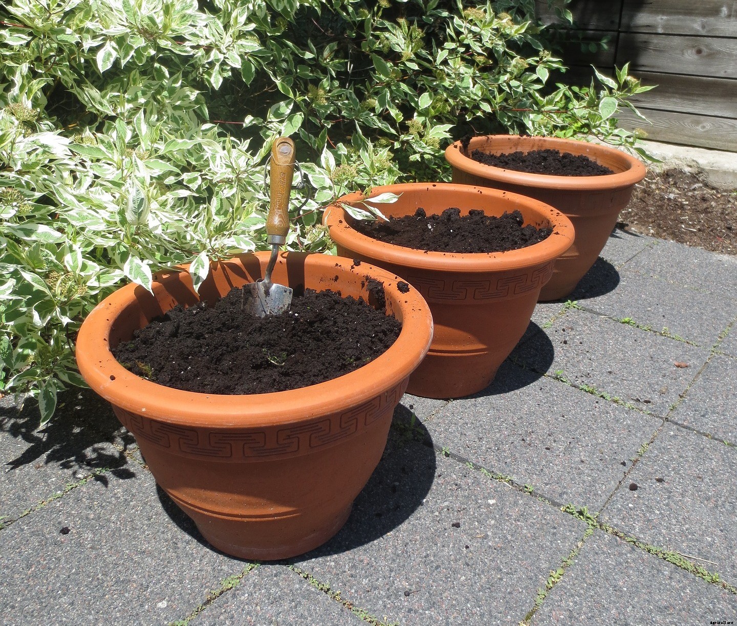 Growing Vegetables In Pots – Container Planting